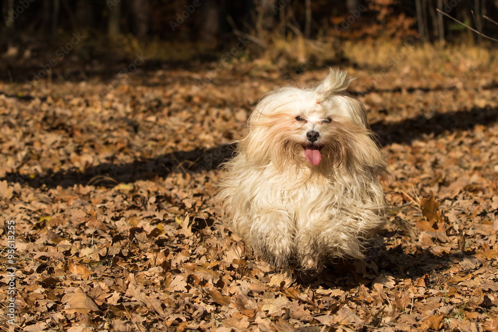 Havaneser Hund Welpe in Aktion im Wald
Havaneser Hund Welpe in Aktion im Wald