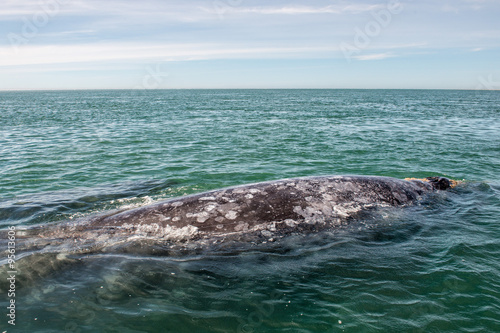 grey whale while blowing for breathing