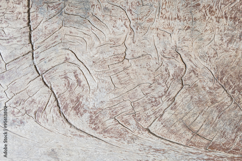 Fototapeta premium Closeup Old and dried wood pattern at the timber texture background