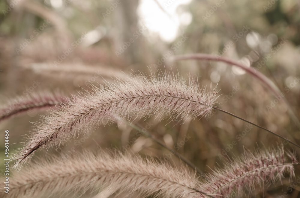 sunlight bokeh and grass flowers