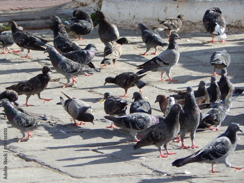 Fototapeta premium Tauben, Tauben, nichts als Tauben, auf der Nahrungssuche in der Stadt