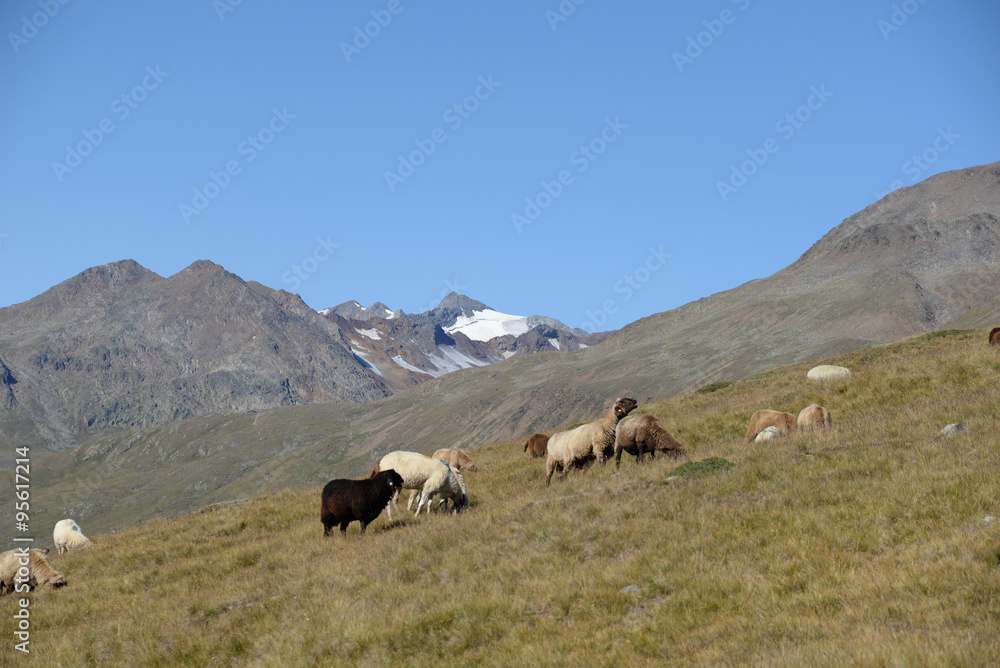 Schafe bei Vent