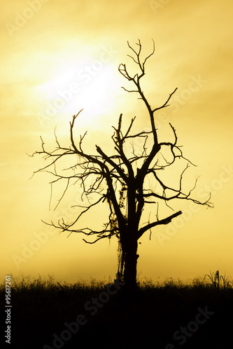 silhouetted tree