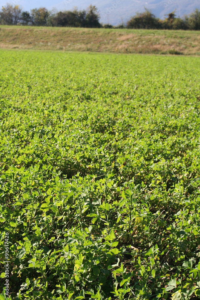 campo di erba medica illuminato dal sole