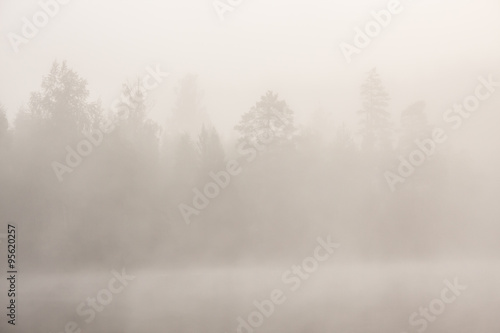 Trees at lakeside at foggy morning