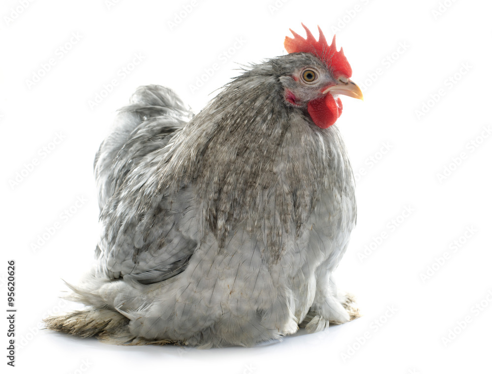 Fototapeta premium grey Pekin rooster