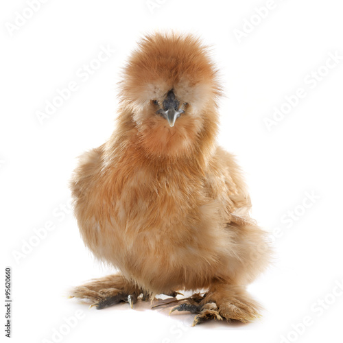 фотографія brown silkie chicken