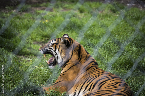 Fototapeta Naklejka Na Ścianę i Meble -  Tiger Growl Yawn Through Fence