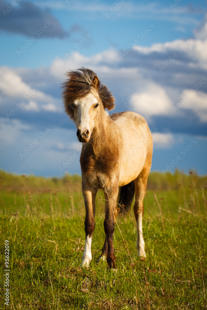 Obraz premium welsh pony