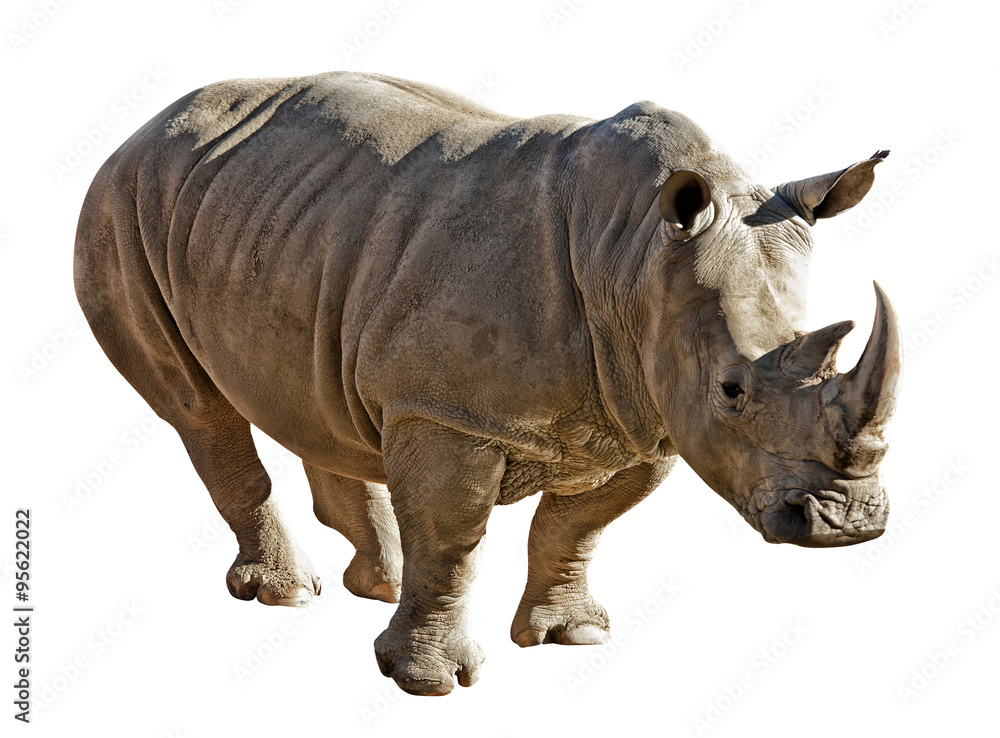 Obraz premium rhinoceros on white background