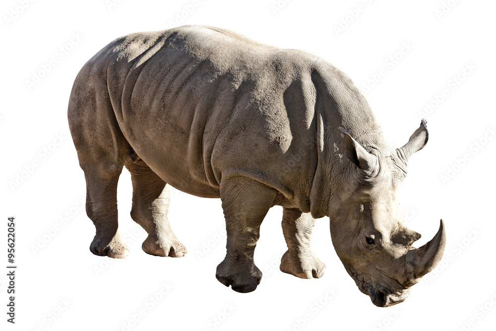 Obraz premium rhinoceros on white background