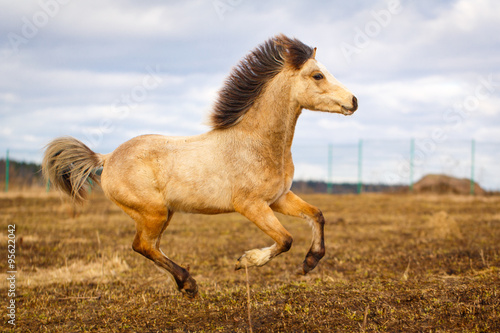 Photos welsh pony