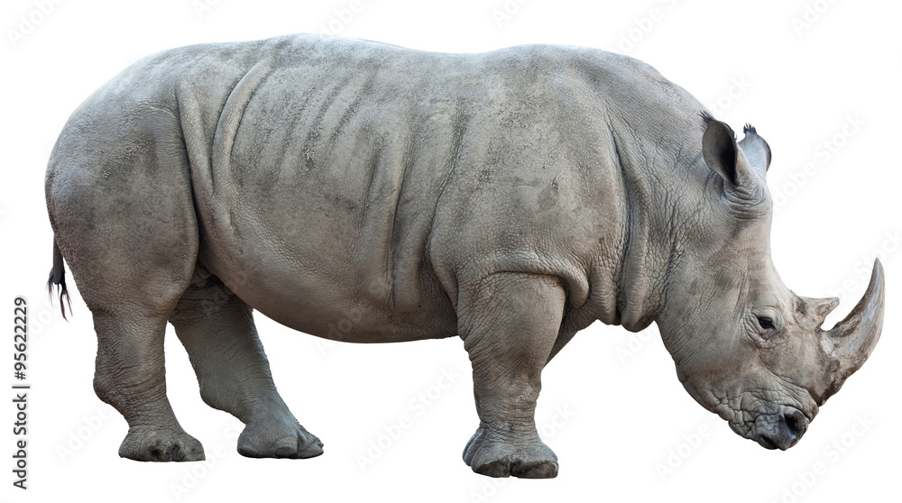Naklejka premium nosorożec na białym tle