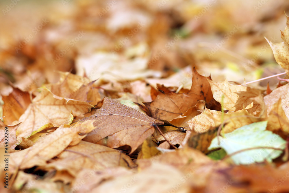 yellow leaves on the ground