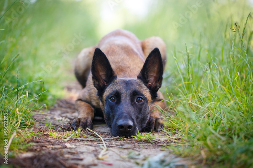Malinois Belgian Shepherd dog