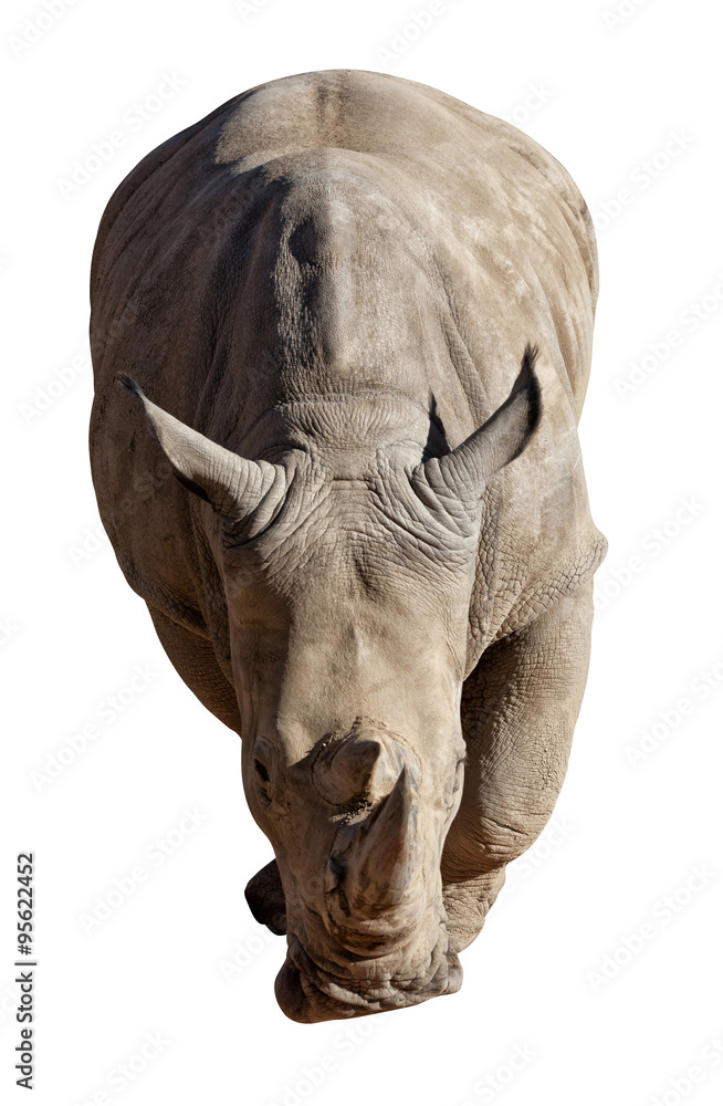 Obraz premium rhinoceros on white background