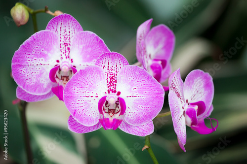 Beautiful orchid flowers