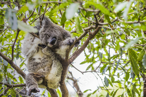 Fototapeta Naklejka Na Ścianę i Meble -  Sleeping koala on eucalyptus tree