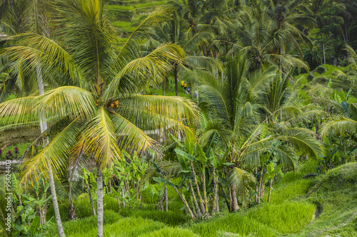 Beautiful green terrace paddy fields on Bali  Indonesia