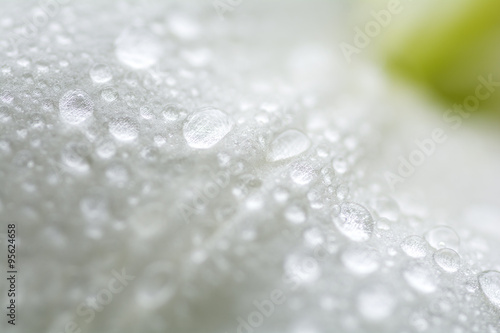 白いスカシユリの花のアップと水滴
