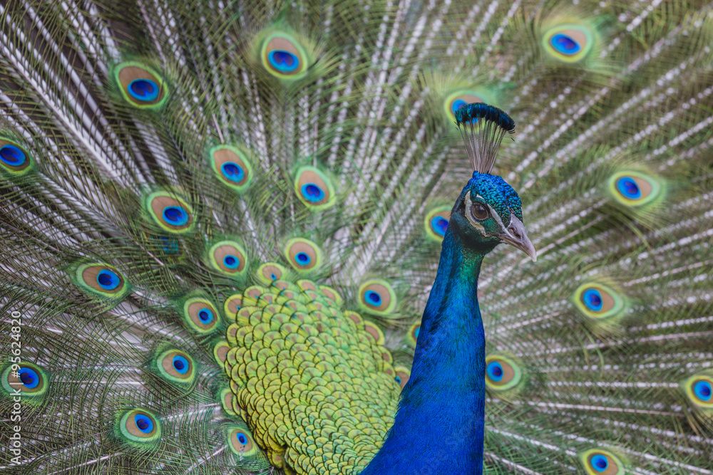Obraz premium Portrait of beautiful peacock with feathers out