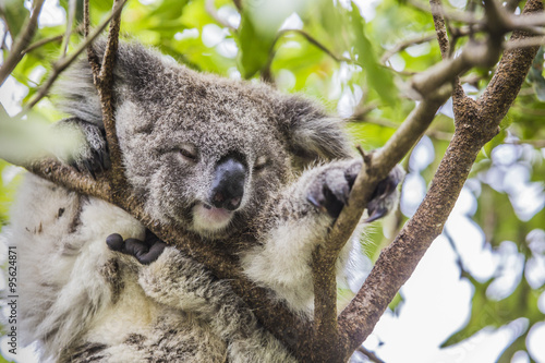 Fototapeta Naklejka Na Ścianę i Meble -  Sleeping koala on eucalyptus tree