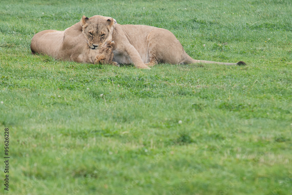 two lions play with each other on the green grass two lions play with each other on the green grass