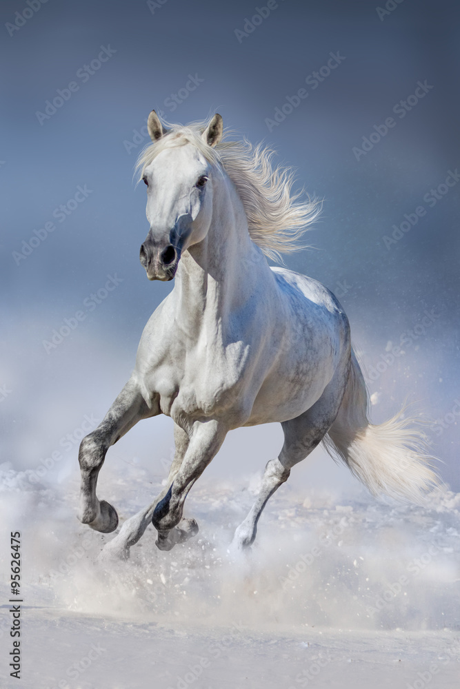 Fototapeta Koń w śniegu