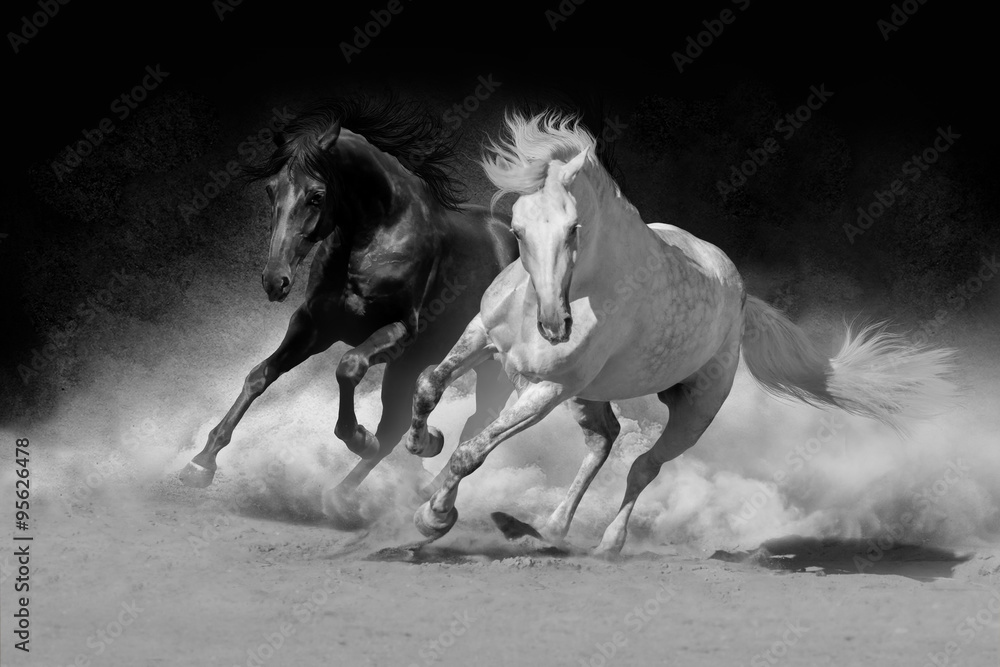 Fototapeta premium Dwa andaluzyjskie konie w pustynnym pyle na ciemnym tle