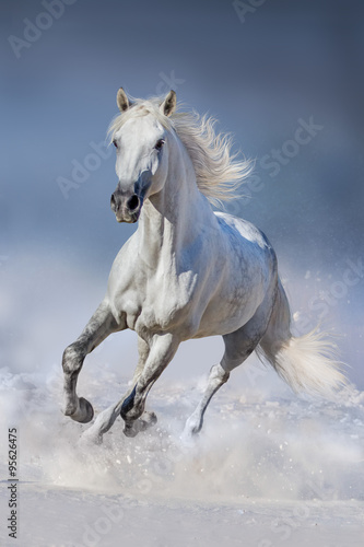 Canvas Print Horse in snow