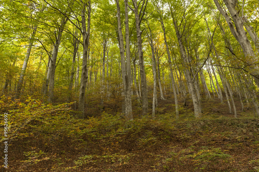 Obraz premium Foresta di lecci. Alberi protesi verso il cielo