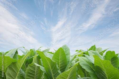 Green tobacco field with blue sky background.