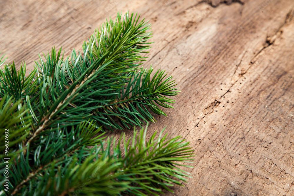Twigs of evergreens used as decoration Twigs of evergreens used as decoration