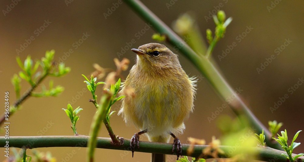Obraz premium Phylloscopus canariensis