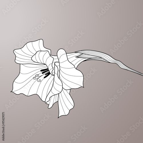 Fototapeta Flower gladiolus. Contour graphic art