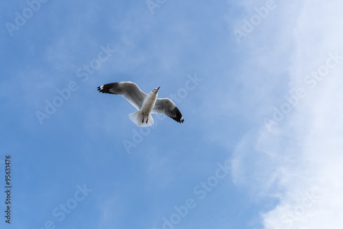 Seagull flying on blue sky