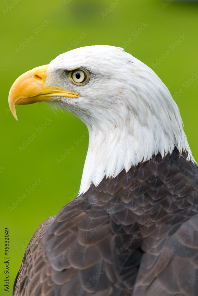 Obraz premium Bald eagle portrait