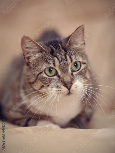Portrait of a gray striped cat with green eyes.