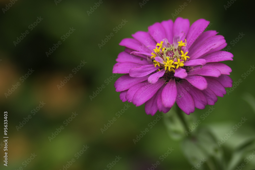 Zinnia flower Zinnia flower