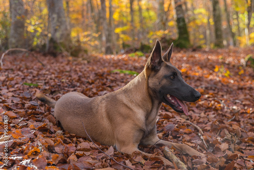 Fototapeta Naklejka Na Ścianę i Meble -  Belgian Malinois dog, outside in the forest, autumn colors