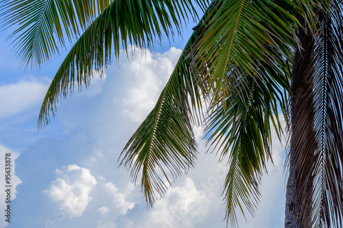 Florida Keys Palm trees with large Cumulus clouds in the backgro