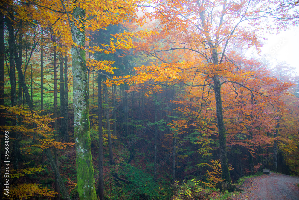 Spazierweg, Herbststimmung Spazierweg, Herbststimmung