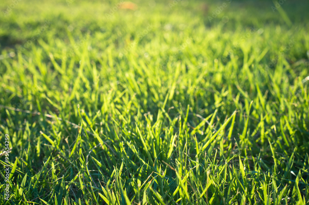Green grass Green grass
