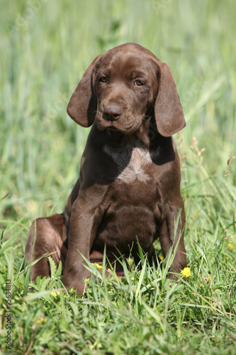 Beautiful puppy od German Shorthaired Pointer