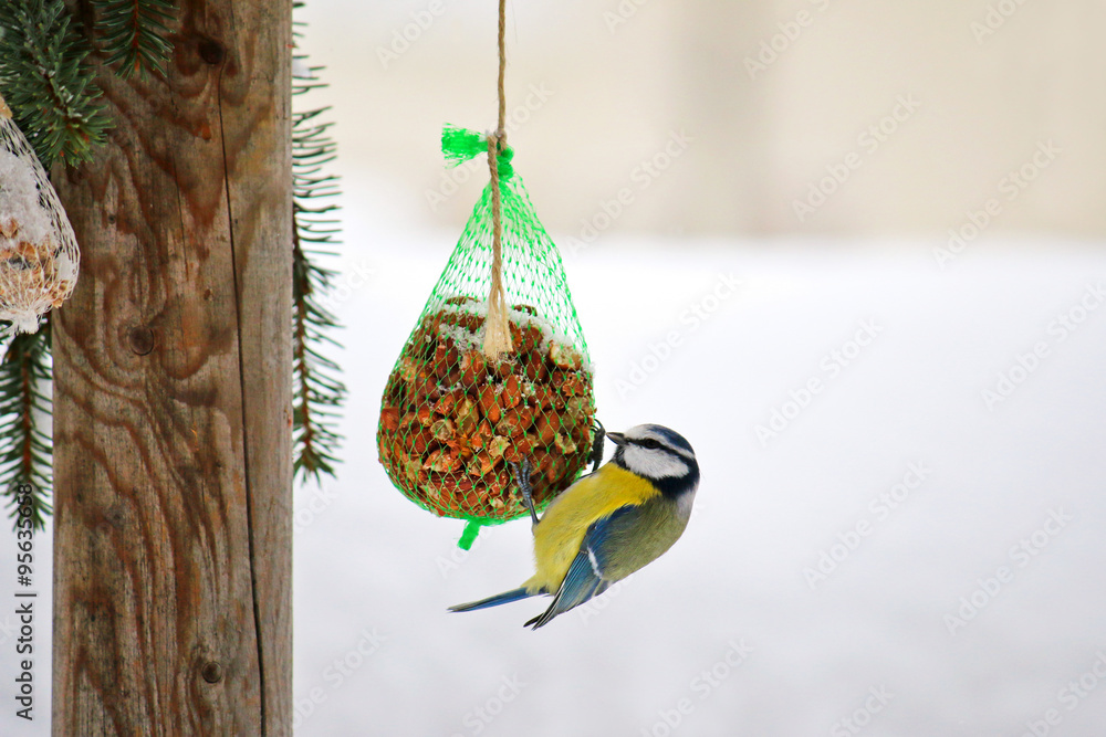 Fototapeta premium The Eurasian Blue Tit bird (Parus Caeruleus, Blaumeise) perching on a meshed bag full of nut with snow covering during the Winter in Europe