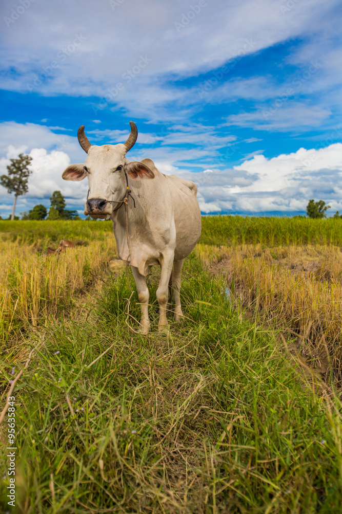 Fototapeta premium White cows in the green field
