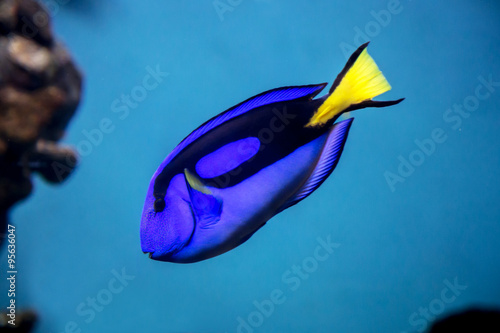 Pesce chirurgo (Paracanthurus hepatus)