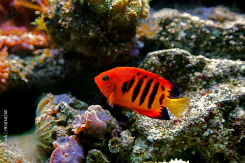 Bellezza dei coralli fiammeggiante (Centropyge loriculus)