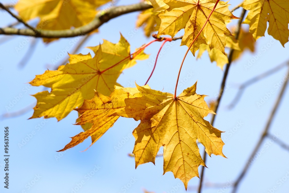Yellow leaves Yellow leaves