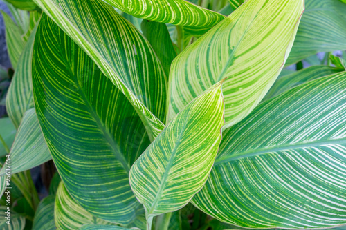 Canna lily leaves